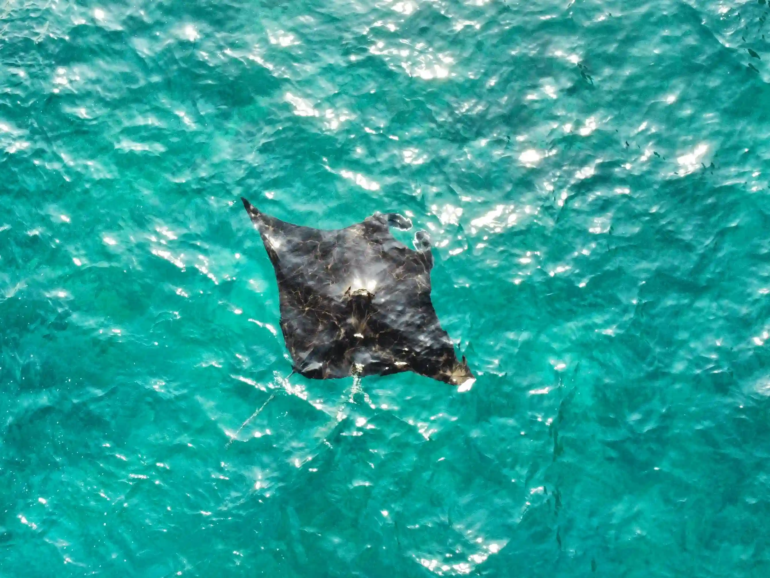 Manta Point Nusa Penida